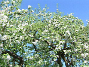 Obstbaumblüte Bild vergrößern, einfach anklicken