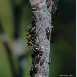 Abbildung: Ameisen betrillern Blattläuse (hier an Birke)